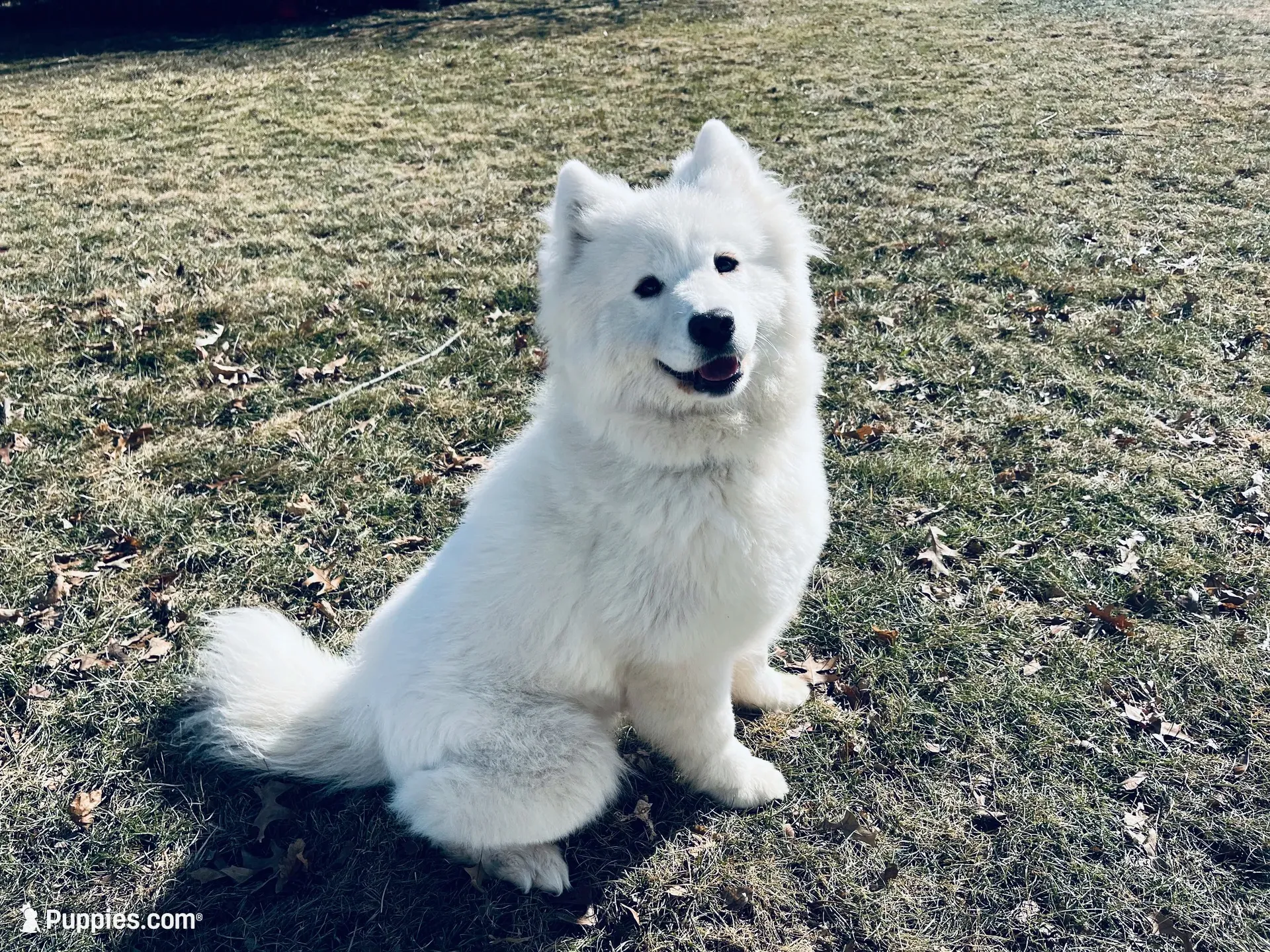 Zia, a female Samoyed for sale in Arcola, IL – 5 of 5