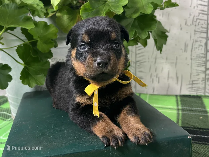 Molly – Rottweiler puppy for sale in Arcola, IL