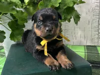 Molly, a female Rottweiler for sale in Arcola, IL – 1 of 5