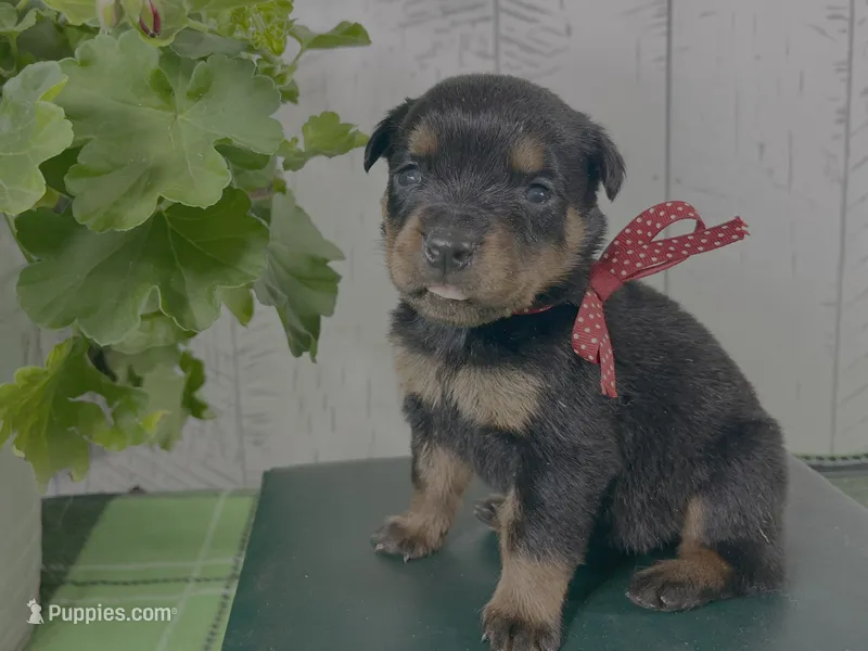 CiCi – Rottweiler puppy for sale in Arcola, IL