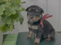 CiCi, a female Rottweiler for sale in Arcola, IL – 1 of 5