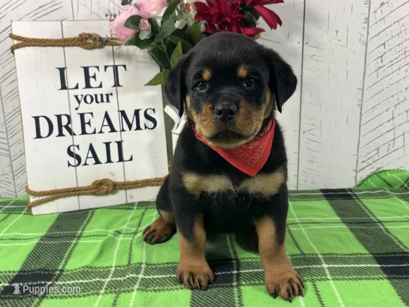 Raven  – Rottweiler puppy for sale in Arcola, IL