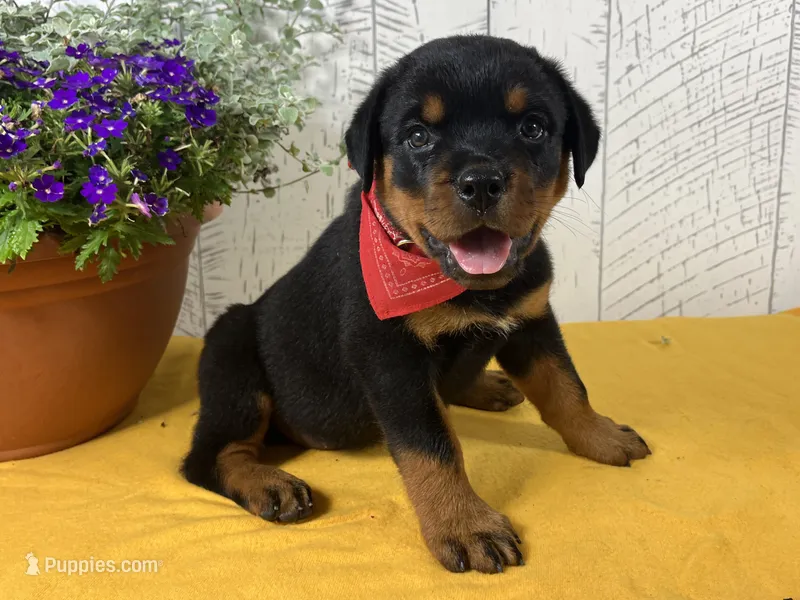 Josie – Rottweiler puppy for sale in Arcola, IL