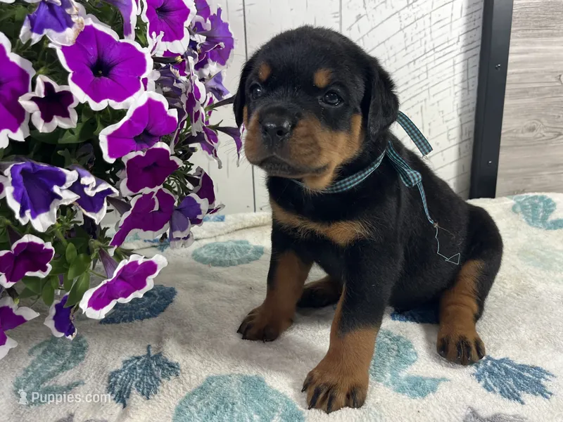Bruno – Rottweiler puppy for sale in Arcola, IL