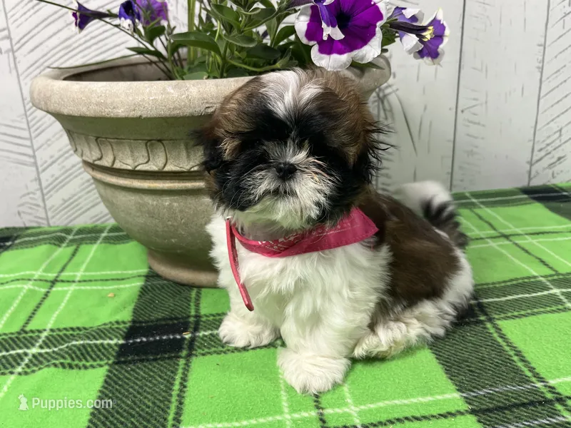 Shirley  – Shih Tzu puppy for sale in Arcola, IL