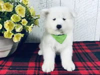 Sunny, a male Samoyed for sale in Arcola, IL – 2 of 5