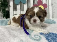 Minnie, a female Shih Tzu for sale in Arcola, IL – Photo 3 of 5
