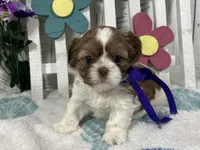 Minnie, a female Shih Tzu for sale in Arcola, IL – Photo 2 of 5