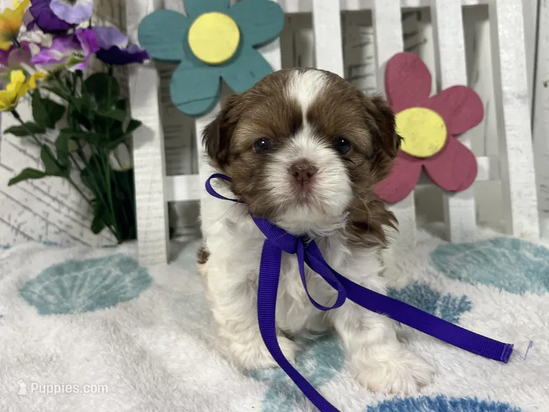 Minnie – Shih Tzu puppy for sale in Arcola, IL