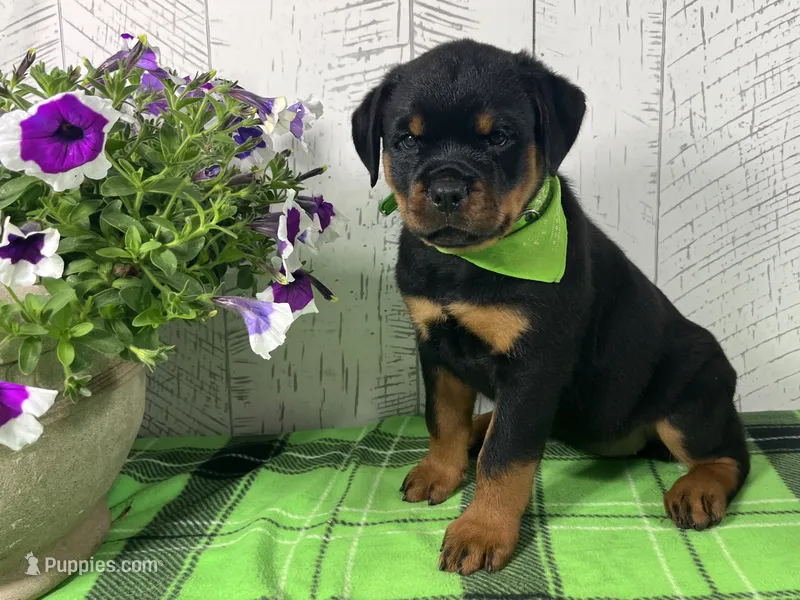 Emma – Rottweiler puppy for sale in Arcola, IL