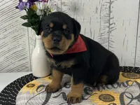 Raven , a female Rottweiler for sale in Arcola, IL – Photo 1 of 5