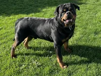 Raven , a female Rottweiler for sale in Arcola, IL – Photo 5 of 5