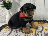 Raven , a female Rottweiler for sale in Arcola, IL – Photo 3 of 5