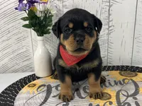 Raven , a female Rottweiler for sale in Arcola, IL – Photo 2 of 5