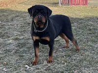 Raven , a female Rottweiler for sale in Arcola, IL – Photo 4 of 5