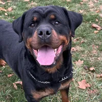 Monteo Timit-Tor, a male Rottweiler for sale in Arcola, IL – Photo 1 of 6
