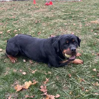 Monteo Timit-Tor, a male Rottweiler for sale in Arcola, IL – Photo 2 of 6