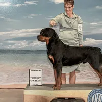 Monteo Timit-Tor, a male Rottweiler for sale in Arcola, IL – Photo 4 of 6