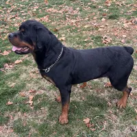 Monteo Timit-Tor, a male Rottweiler for sale in Arcola, IL – Photo 3 of 6