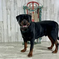 Monteo Timit-Tor, a male Rottweiler for sale in Arcola, IL – Photo 6 of 6