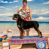 Monteo Timit-Tor, a male Rottweiler for sale in Arcola, IL – Photo 5 of 6