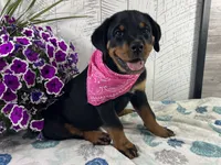 Roxy, a female Rottweiler for sale in Arcola, IL – 3 of 6