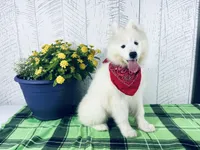 Darcy, a female Samoyed for sale in Arcola, IL – 3 of 5