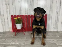 Amber, a female Rottweiler for sale in Arcola, IL – 3 of 4