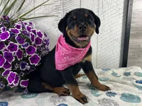 Roxy, a female Rottweiler for sale in Arcola, IL – 2 of 6