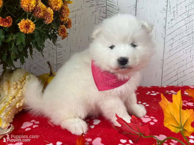 Nova – Samoyed puppy for sale in Arcola, IL