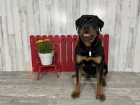 Amber, a female Rottweiler for sale in Arcola, IL – 4 of 4
