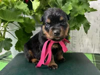 Dora, a female Rottweiler for sale in Arcola, IL – 2 of 5
