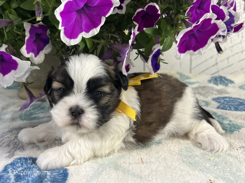 Alfie – Shih Tzu puppy for sale in Arcola, IL