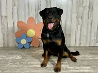 Blizzard, a female Rottweiler for sale in Arcola, IL – 3 of 4