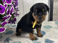 Walter, a male Rottweiler for sale in Arcola, IL – 3 of 5