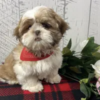 Lassie, a female Shih Tzu for sale in Arcola, IL – Photo 1 of 5