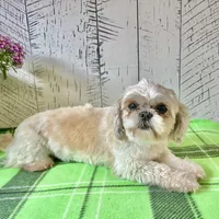 Lassie, a female Shih Tzu for sale in Arcola, IL – Photo 4 of 5