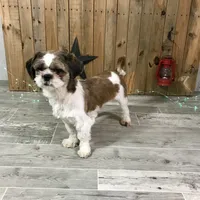 Lassie, a female Shih Tzu for sale in Arcola, IL – Photo 5 of 5