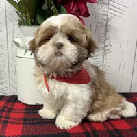 Lassie, a female Shih Tzu for sale in Arcola, IL – Photo 2 of 5