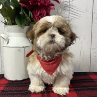 Lassie, a female Shih Tzu for sale in Arcola, IL – Photo 3 of 5