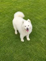 Griffin, a male Samoyed for sale in Arcola, IL – 4 of 5
