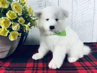 Sunny, a male Samoyed for sale in Arcola, IL – 3 of 5