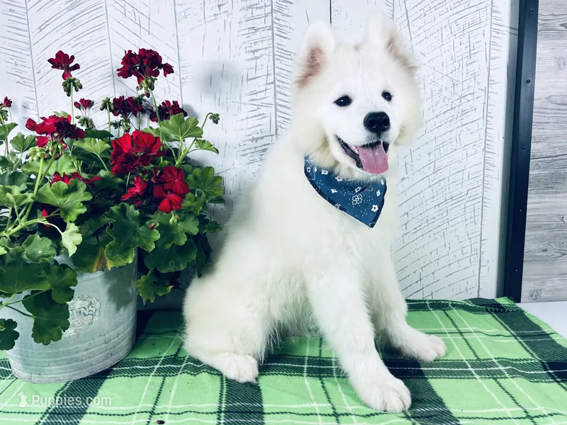 Sunny – Samoyed puppy for sale in Arcola, IL