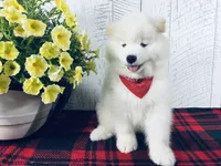 Cosmo, a male Samoyed for sale in Arcola, IL – 2 of 5