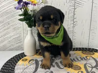 Frieda, a female Rottweiler for sale in Arcola, IL – Photo 2 of 5