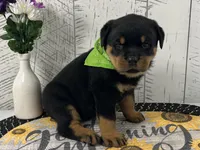 Frieda, a female Rottweiler for sale in Arcola, IL – Photo 3 of 5