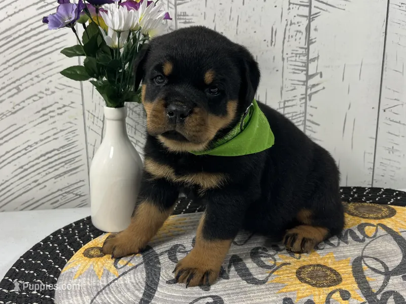 Frieda – Rottweiler puppy for sale in Arcola, IL