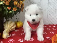 Zia, a female Samoyed for sale in Arcola, IL – 2 of 5