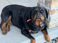 Lacey, a female Rottweiler for sale in Arcola, IL – 2 of 2