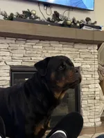 Bruno, a male Rottweiler for sale in Arcola, IL – Photo 2 of 8